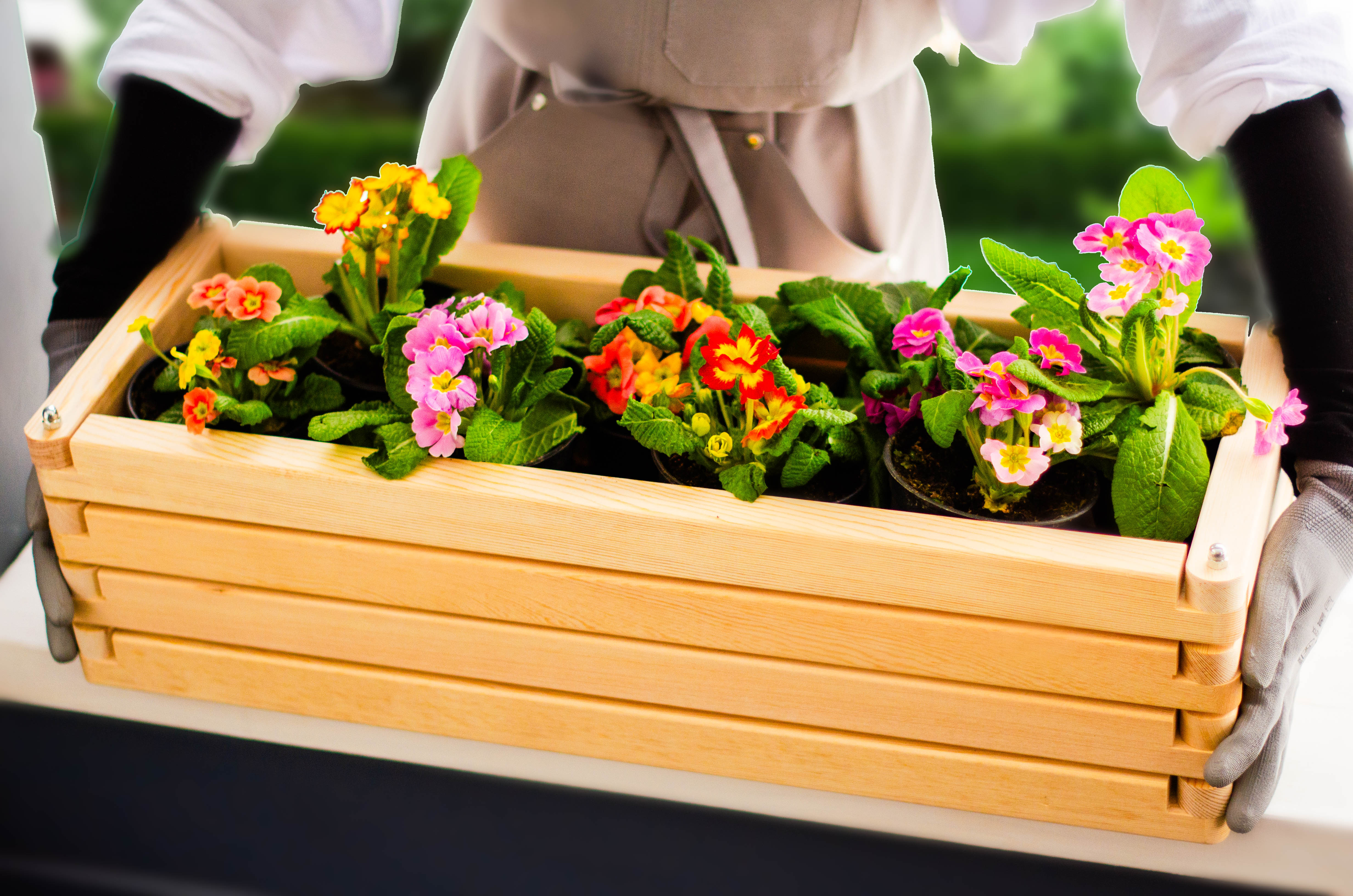 Фактура карельской сосны крупным планом — натуральная древесина для кашпо Волома